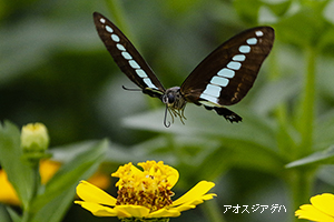 アオスジアゲハ