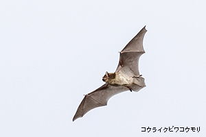 コウライクビワコウモリ